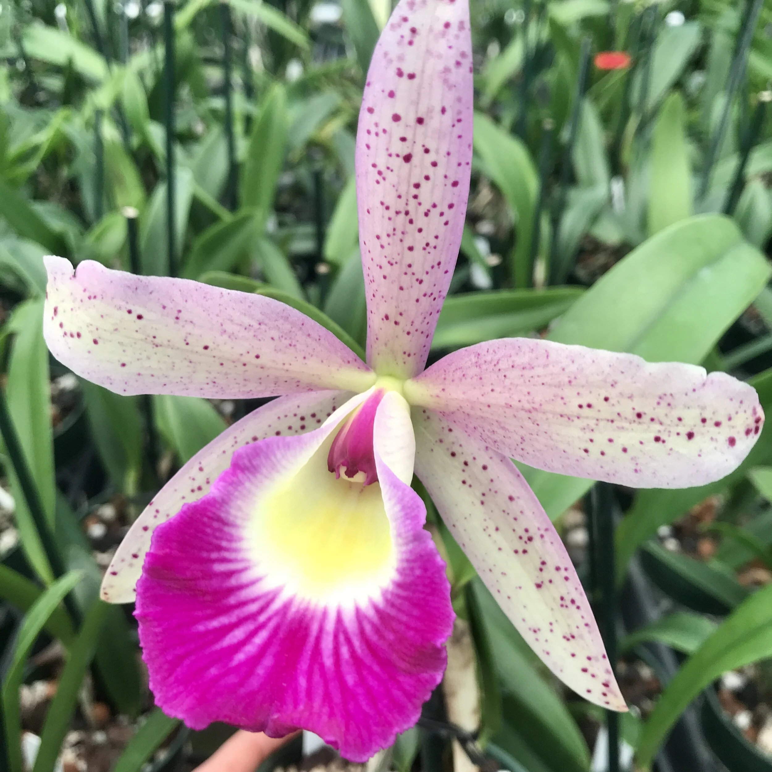 Brassavola nodosa 'Susan Fuchs' FCC/AOS — Palmer Orchids
